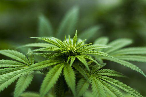 cannabis-seo-marketing