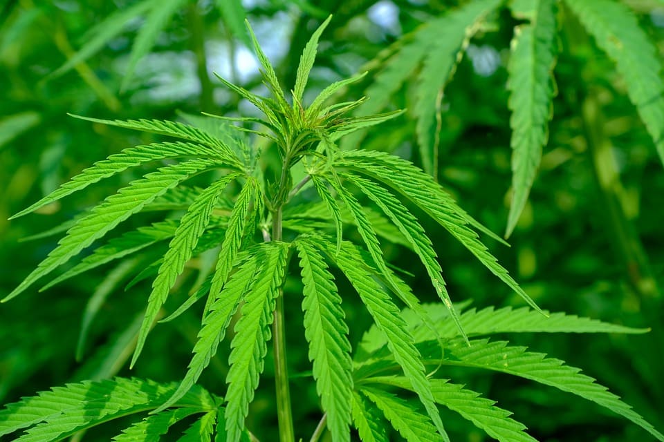 seo-keyword-cannabis-industry