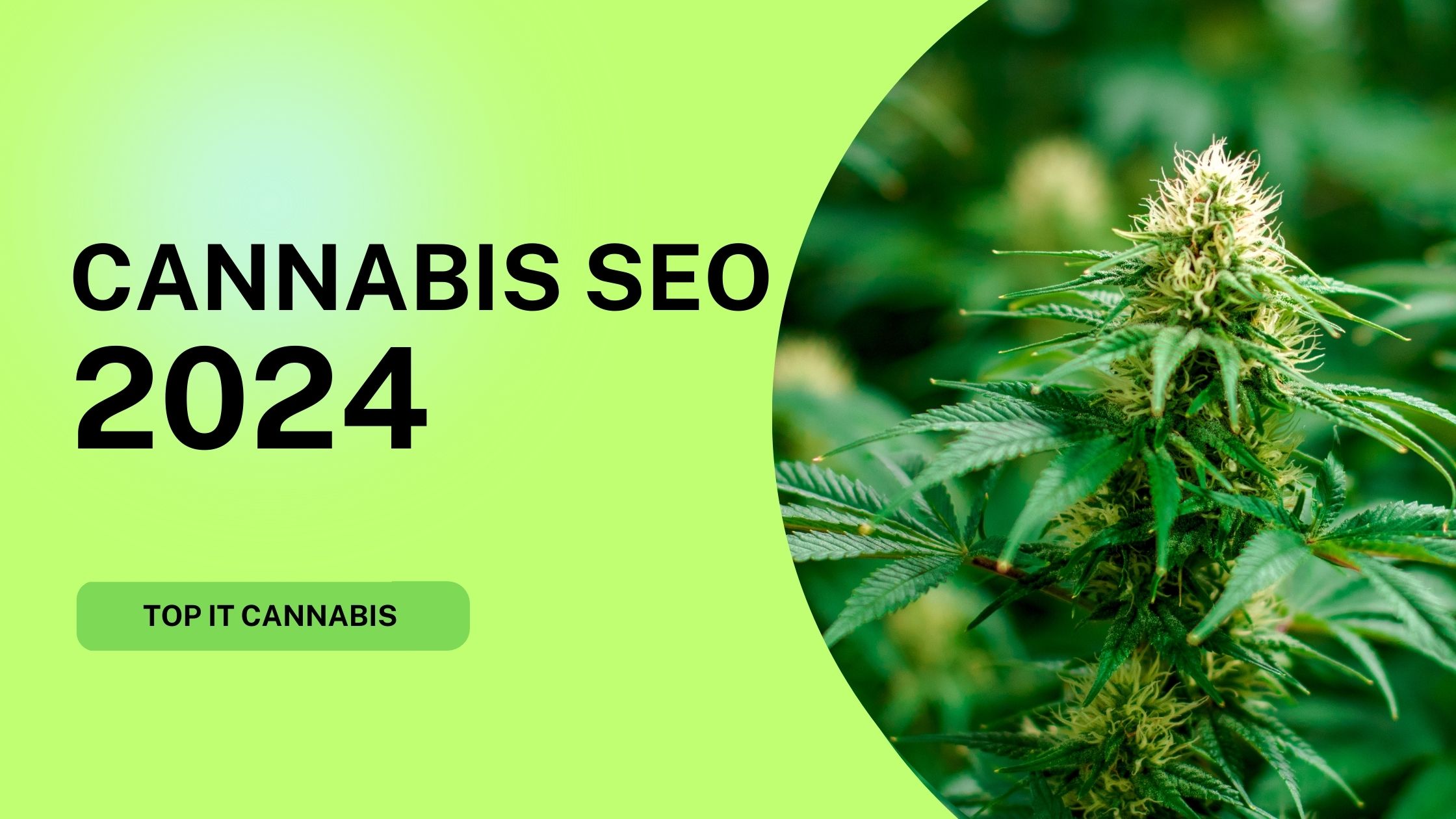 cannabis seo 2024